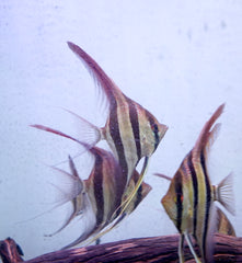 Altum Orinoco Angel Fish size Large 4.5" - 5" Tall