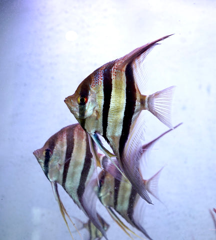 Orinoco Altum Angel Fish size Large 5"-6" Tall