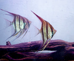Altum Orinoco Angel Fish size Large 4.5" - 5" Tall