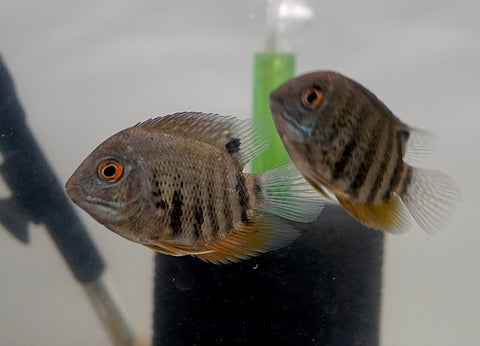 Heros Severum (Colombia)