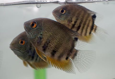 Heros Severum (Colombia)