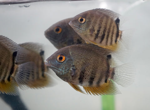 Heros Severum (Colombia)