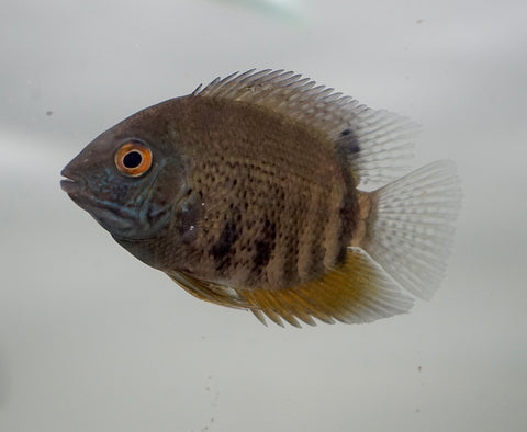 Heros Severum (Colombia)