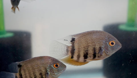 Heros Severum (Colombia)