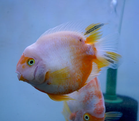 Rare Golden Koi Parrot Fish(Panda) Ground Body Parrot Cichlid (White and Yellow) - Size 5-6” Premium Grade A+