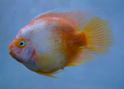 Rare Golden Koi Parrot Fish(Panda) Ground Body Parrot Cichlid (White and Yellow) - Size 5-6” Premium Grade A+