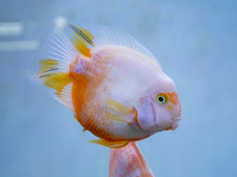 Rare Golden Koi Parrot Fish(Panda) Ground Body Parrot Cichlid (White and Yellow) - Size 5-6” Premium Grade A+