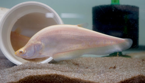 Albino Clown Knife Fish size 9” Premium Grade A+