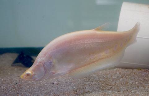 Albino Clown Knife Fish size 9” Premium Grade A+