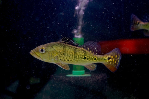 Golden Kelberi Peacock Bass (Wild) Size 6"