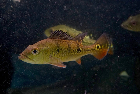 Golden Kelberi Peacock Bass (Wild) Size 6"