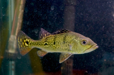 Golden Kelberi Peacock Bass (Wild) Size 6"