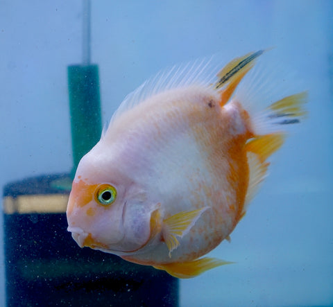 Rare Golden Koi Parrot Fish(Panda) Ground Body Parrot Cichlid (White and Yellow) - Size 5-6” Premium Grade A+