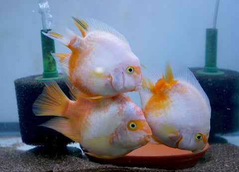 Rare Golden Koi Parrot Fish(Panda) Ground Body Parrot Cichlid (White and Yellow) - Size 5-6” Premium Grade A+