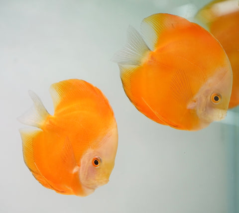 Yellow Watermelon Discus Fish Size 4-4.5”