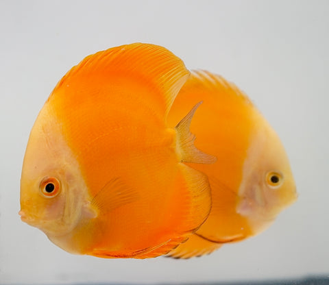 Yellow Watermelon Discus Fish Size 4-4.5”