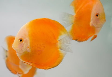 Yellow Watermelon Discus Fish Size 4-4.5”