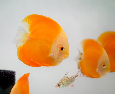 Yellow Watermelon Discus Fish Size 4-4.5”