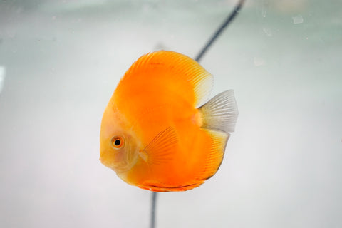 Yellow Watermelon Discus Fish Size 4-4.5”