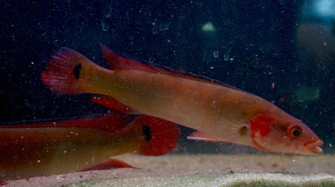 Red Pike Cichlids