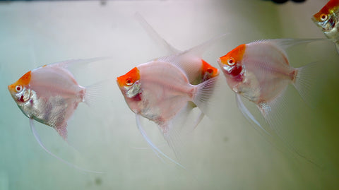 Albino Red Cap Angel Fish