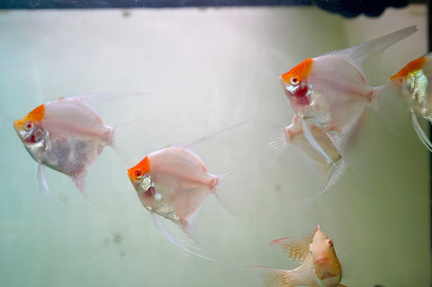 Albino Red Cap Angel Fish