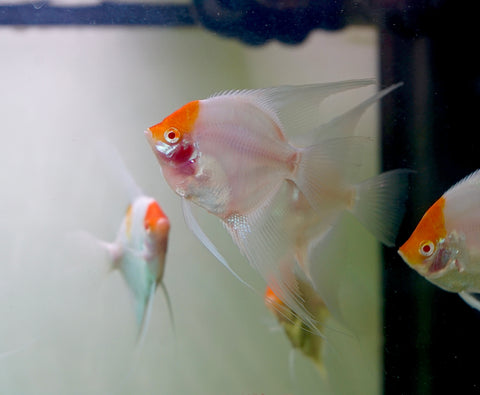 Albino Red Cap Angel Fish