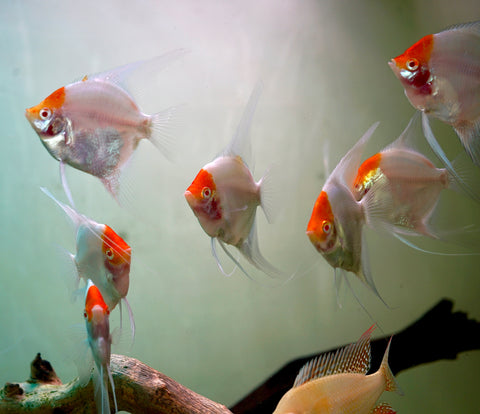 Albino Red Cap Angel Fish