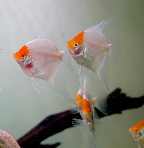 Albino Red Cap Angel Fish