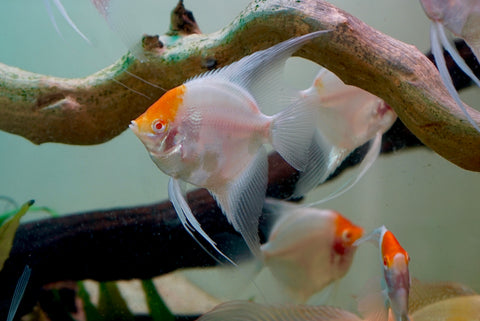 Albino Red Cap Angel Fish