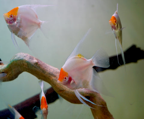 Albino Red Cap Angel Fish