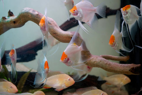 Albino Red Cap Angel Fish