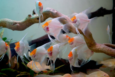 Albino Red Cap Angel Fish