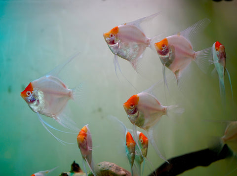 Albino Red Cap Angel Fish