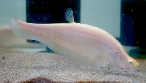 Albino Clown Knife Fish size 9” Premium Grade A+