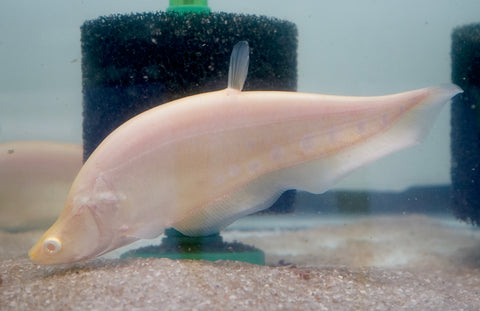 Albino Clown Knife Fish size 9” Premium Grade A+