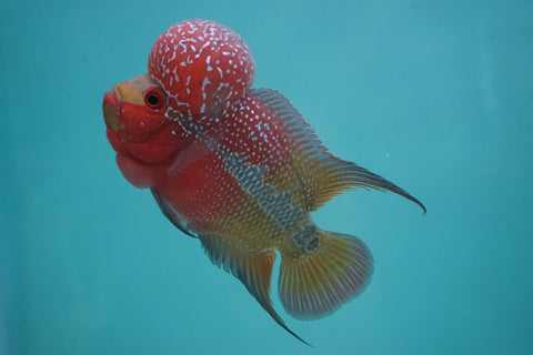 #1 Two Tones Super Red Dragon Male Flowerhorn (SRD 2 tones color)