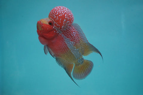 #1 Two Tones Super Red Dragon Male Flowerhorn (SRD 2 tones color)