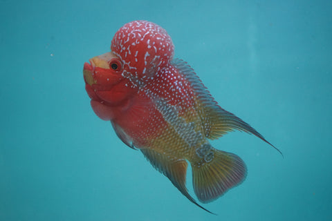 #1 Two Tones Super Red Dragon Male Flowerhorn (SRD 2 tones color)