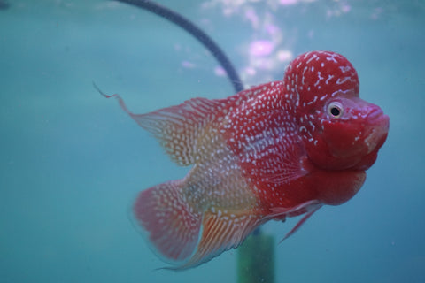 #2 Two Tones Super Red Dragon Male Flowerhorn (SRD 2 tones color)