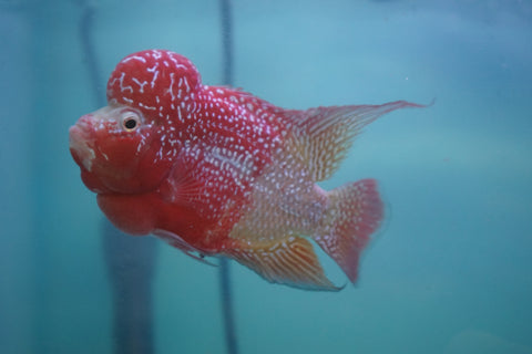 #2 Two Tones Super Red Dragon Male Flowerhorn (SRD 2 tones color)