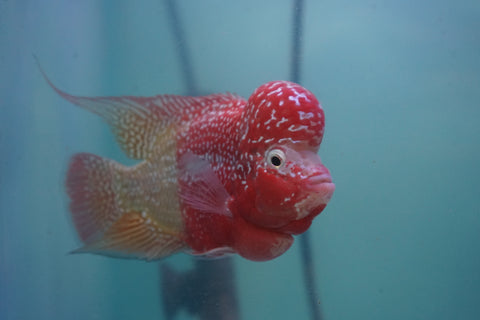 #2 Two Tones Super Red Dragon Male Flowerhorn (SRD 2 tones color)