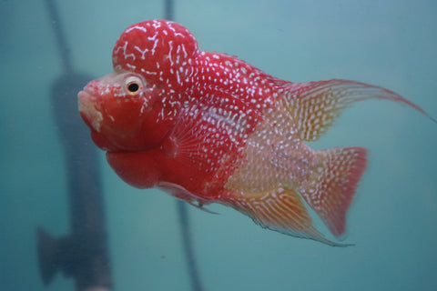 #2 Two Tones Super Red Dragon Male Flowerhorn (SRD 2 tones color)