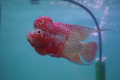 #2 Two Tones Super Red Dragon Male Flowerhorn (SRD 2 tones color)