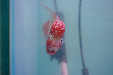 #2 Two Tones Super Red Dragon Male Flowerhorn (SRD 2 tones color)