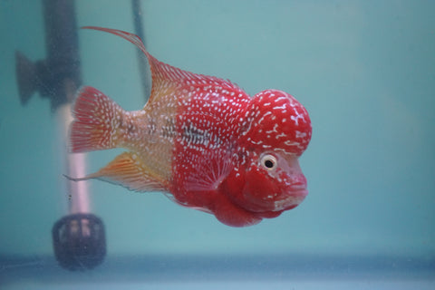 #2 Two Tones Super Red Dragon Male Flowerhorn (SRD 2 tones color)