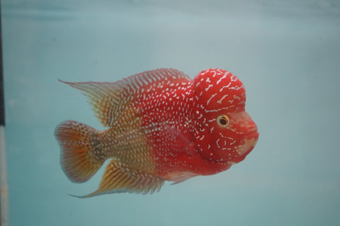 #3 Two Tones Super Red Dragon Male Flowerhorn (SRD 2 tones color)