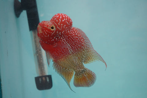 #3 Two Tones Super Red Dragon Male Flowerhorn (SRD 2 tones color)