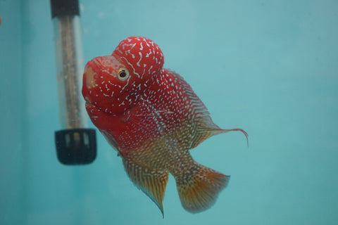 #3 Two Tones Super Red Dragon Male Flowerhorn (SRD 2 tones color)