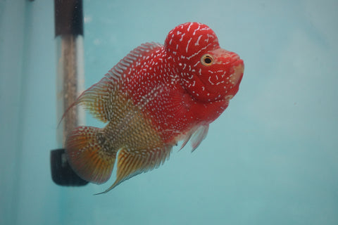 #3 Two Tones Super Red Dragon Male Flowerhorn (SRD 2 tones color)